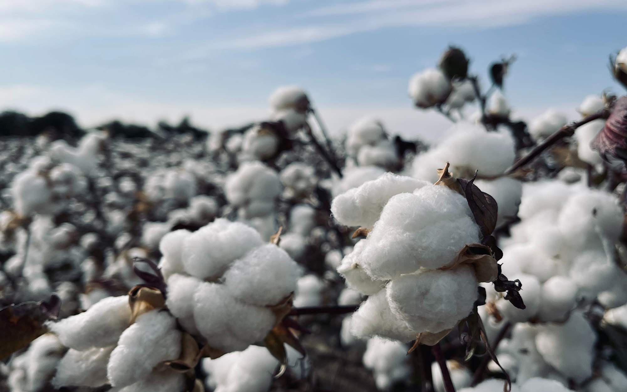 Brazil cotton