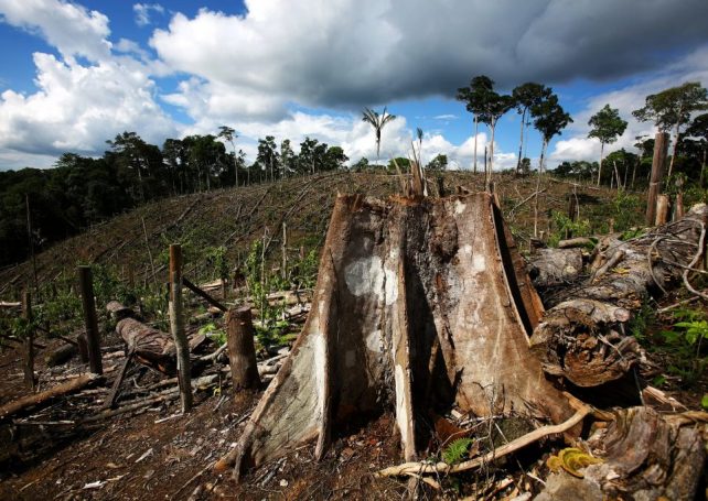 Lula hopes to reverse the deforestation that took place under his predecessor
