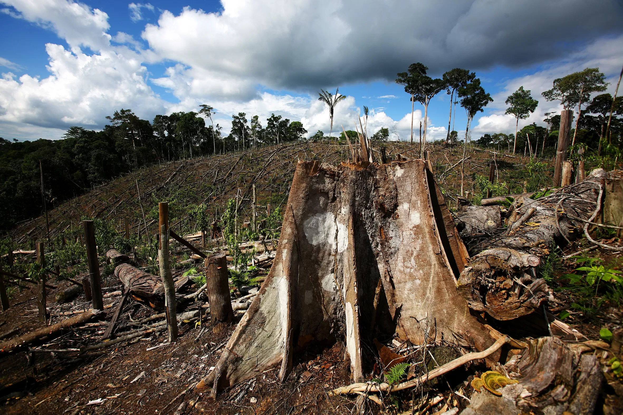 Lula hopes to reverse the deforestation that took place under his predecessor