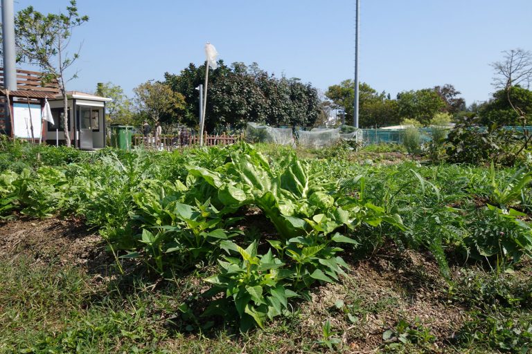 Urban gardening - Happy Farm