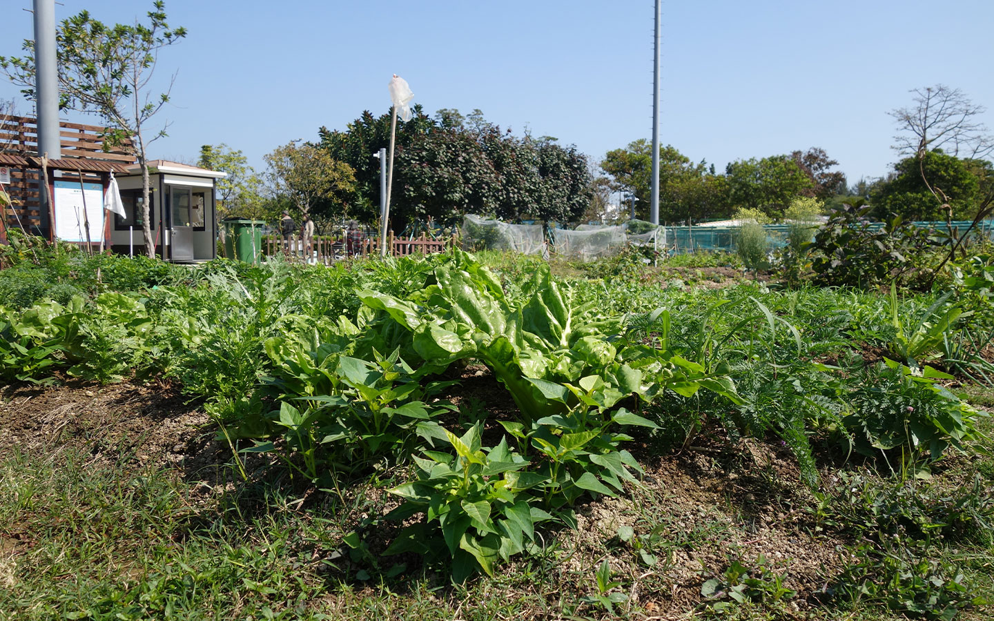 Urban gardening: an answer Macao’s been looking for?