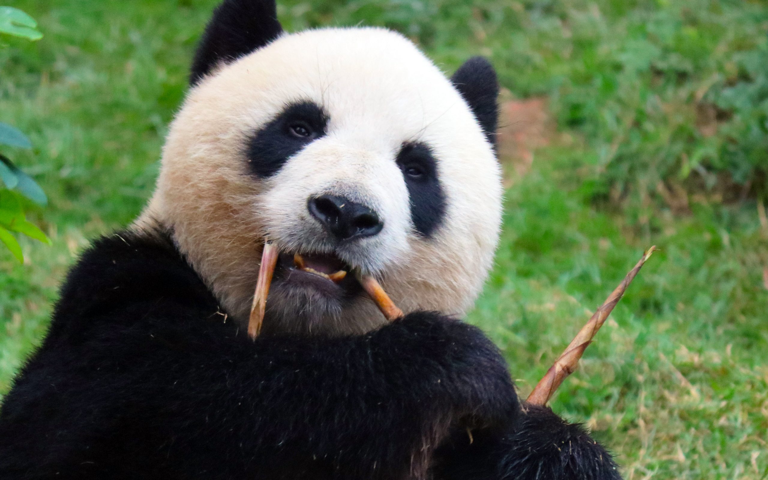 Macau Giant Panda Pavilion 