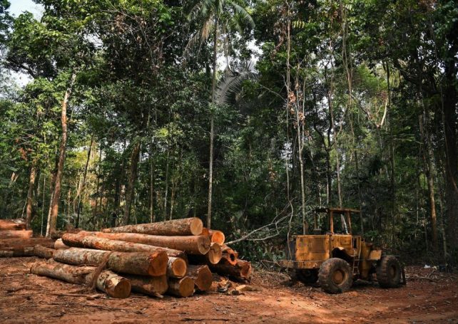 More than 20,500 kilometres of forest were lost in Brazil last year