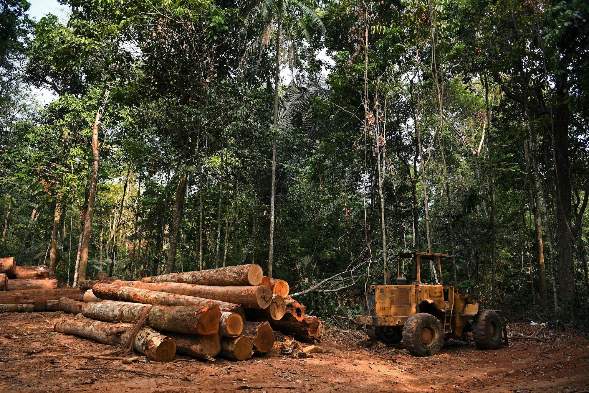 More than 20,500 kilometres of forest were lost in Brazil last year