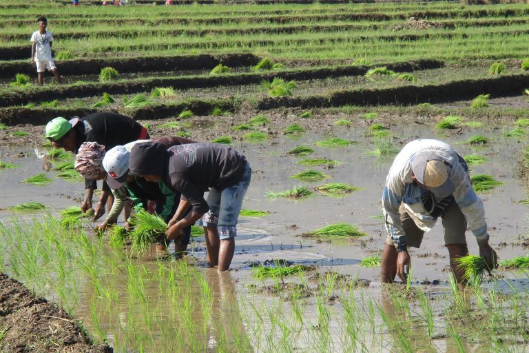 Rice production Timor-Leste