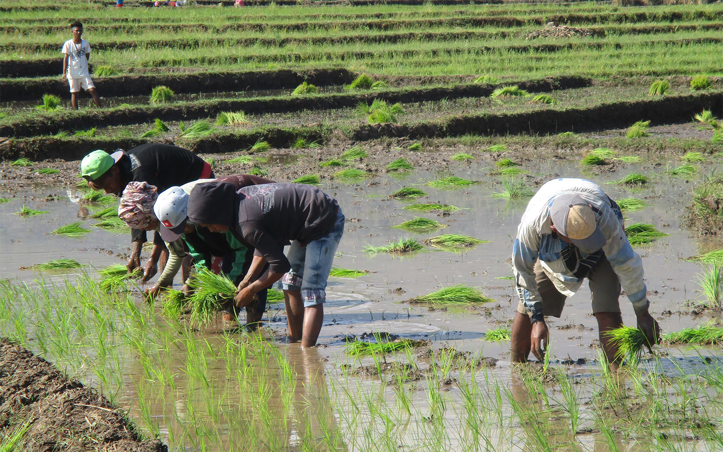 In a major boost for Timor-Leste’s food security, rice harvests have more than doubled