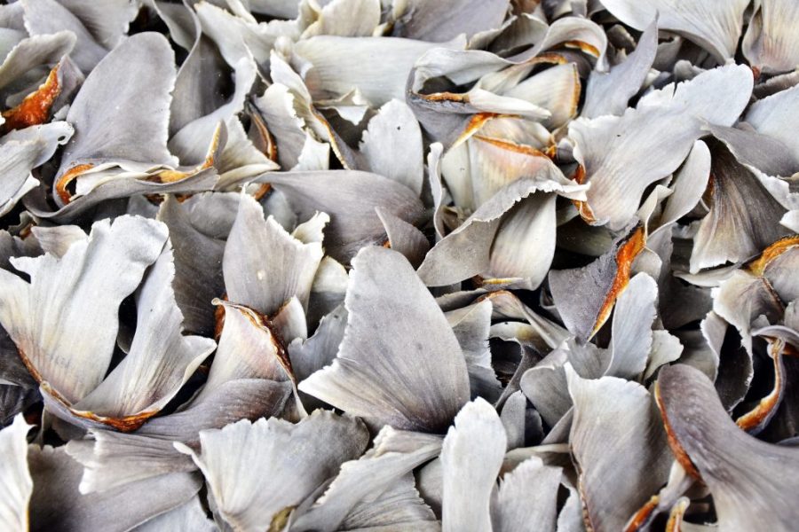 One of the world’s largest seizures of shark fins has been made in Brazil