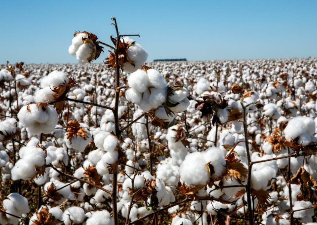 The Sino-Brazilian cotton trade could be next to ditch the US dollar