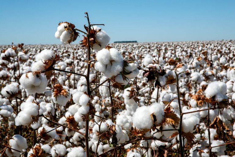 China and Brazil cotton trade