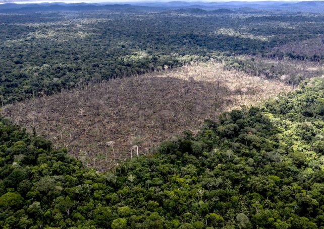 Deforestation in Brazil is down by more than a third so far this year