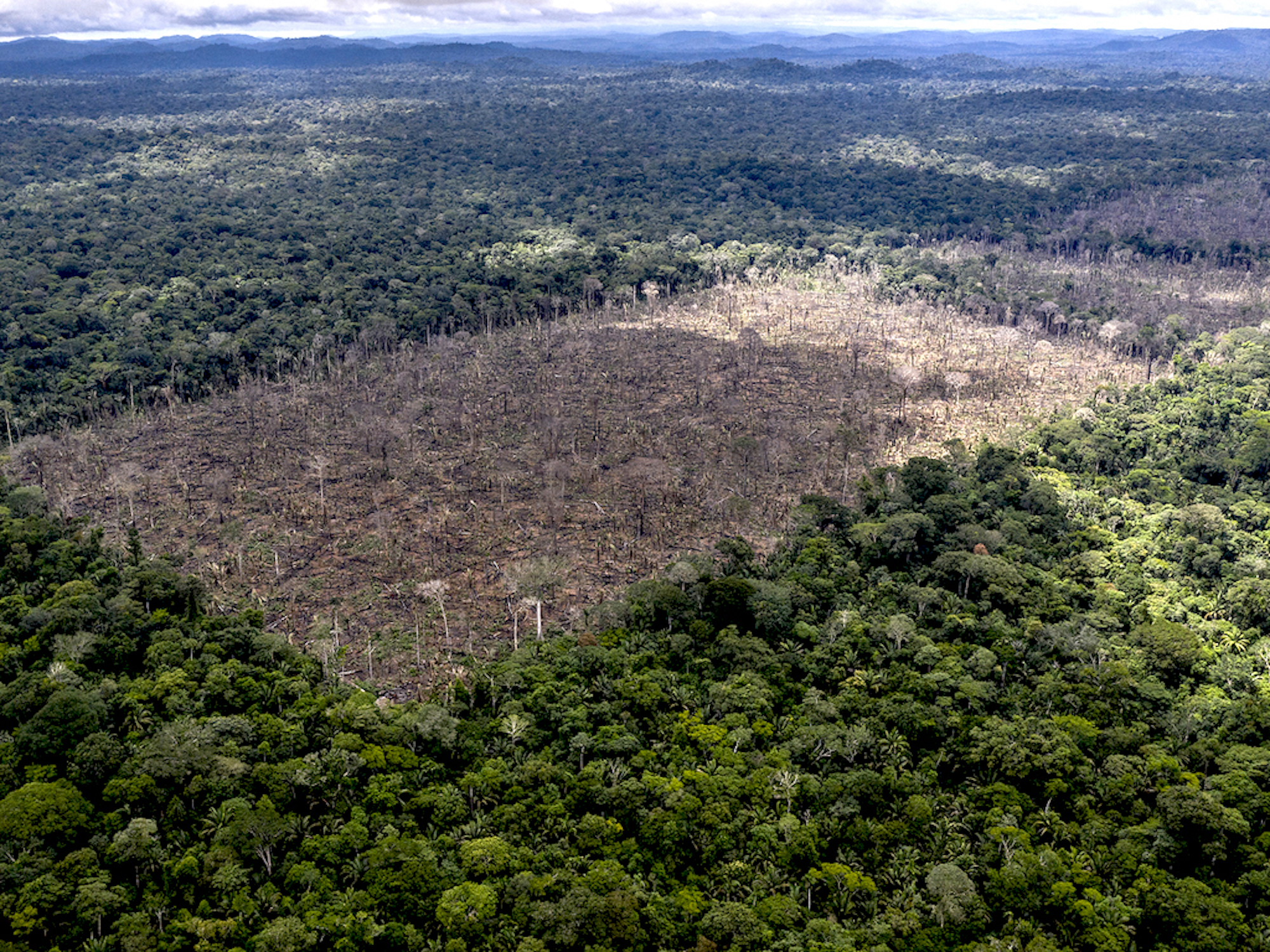 Deforestation in Brazil is down by more than a third so far this year