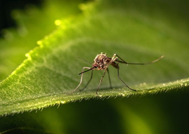 The Health Bureau has issued a dengue fever warning