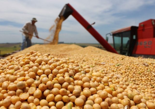 China’s imports of Brazilian soybeans have surged in the first six months of the year