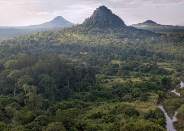 Mozambique secures vital funds for woodland preservation