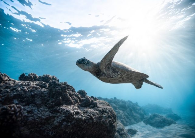 Sea turtles are returning en masse to nest in Cabo Verde