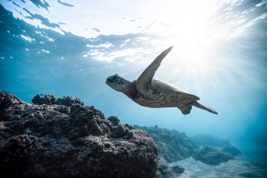 Sea turtles are returning en masse to nest in Cabo Verde