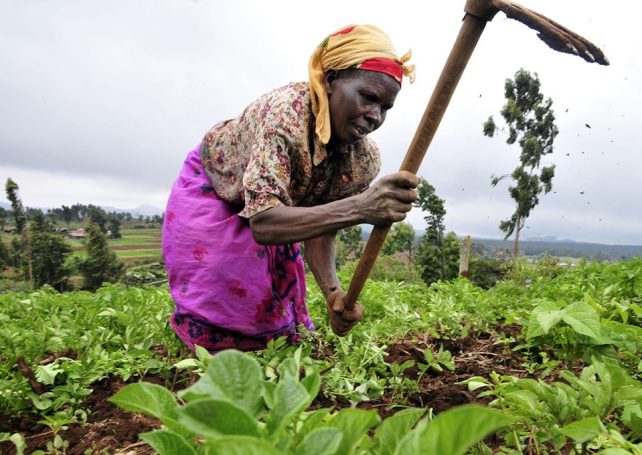 Subsistence family farming dominates the agricultural sector in Angola