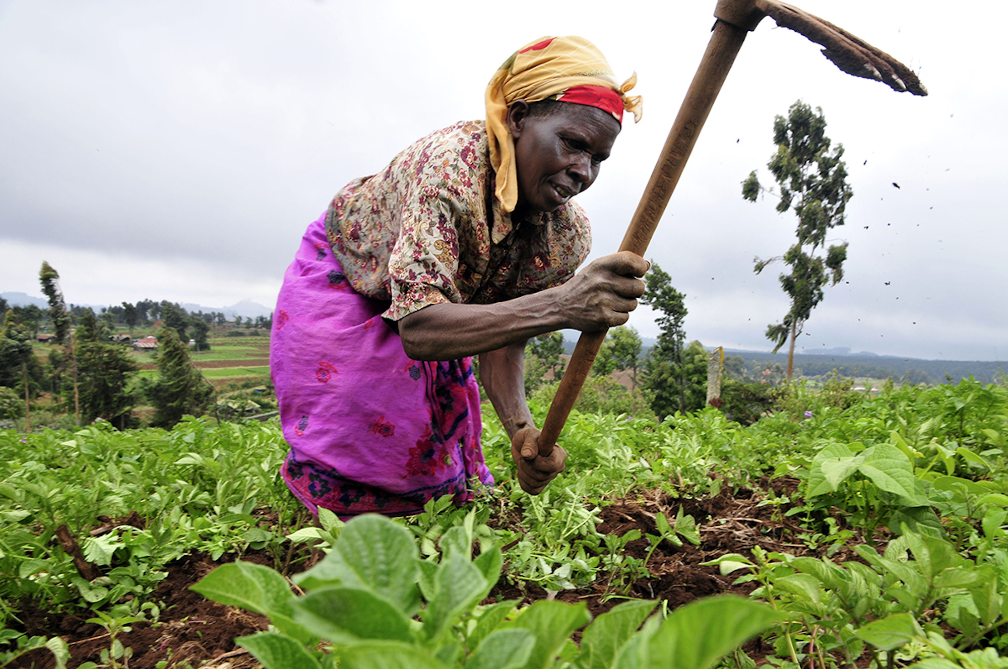 Subsistence family farming dominates the agricultural sector in Angola