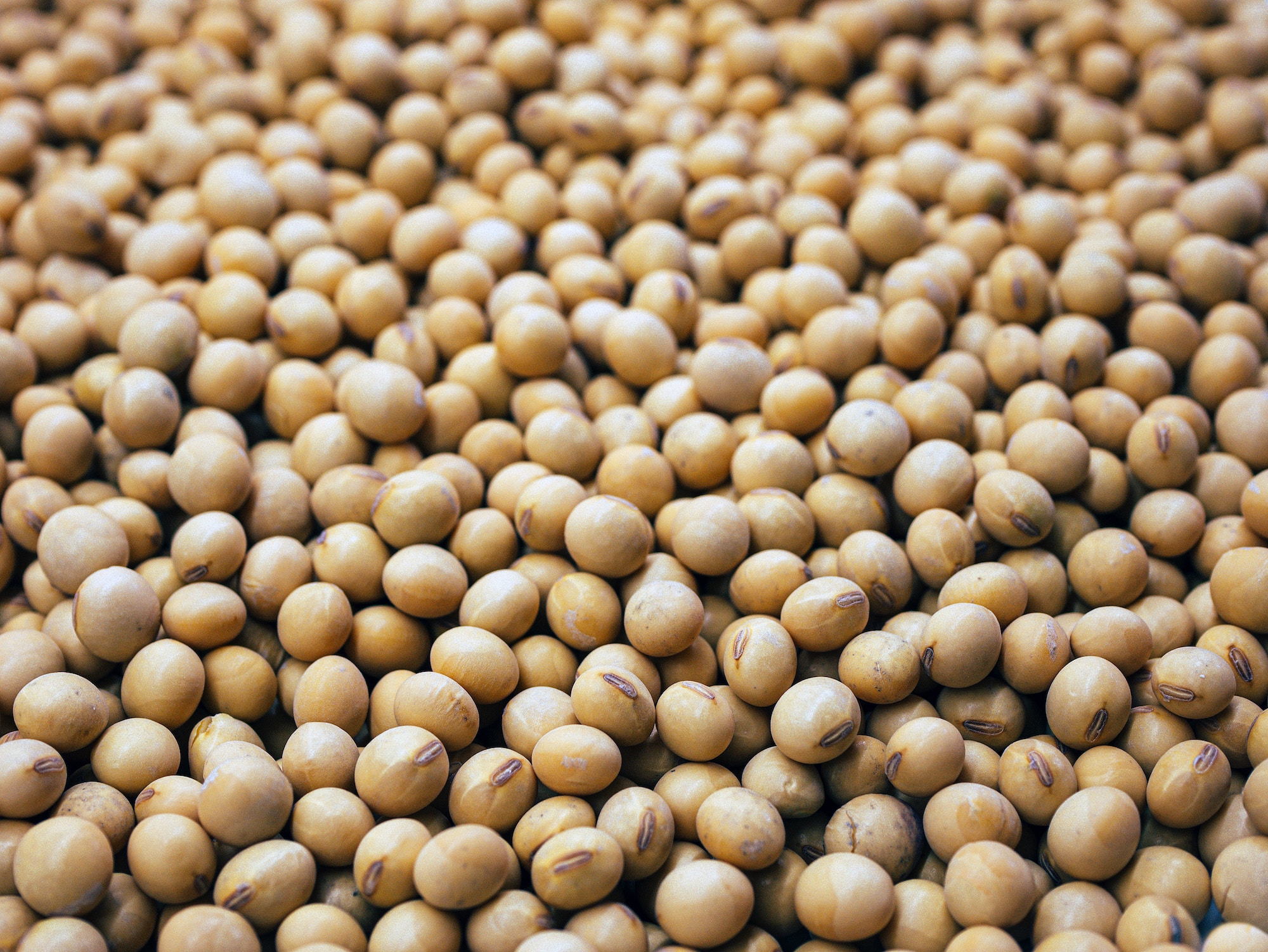 Brazilian agricultural exports soybeans