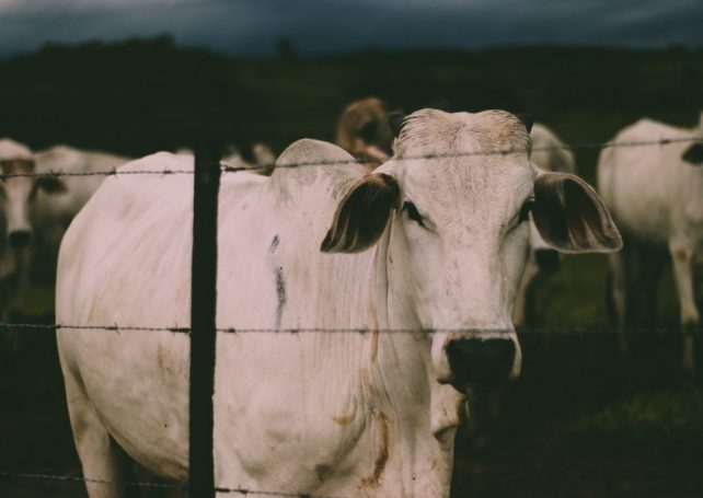 Brazil is targeting illegal cattle ranchers in a landmark operation