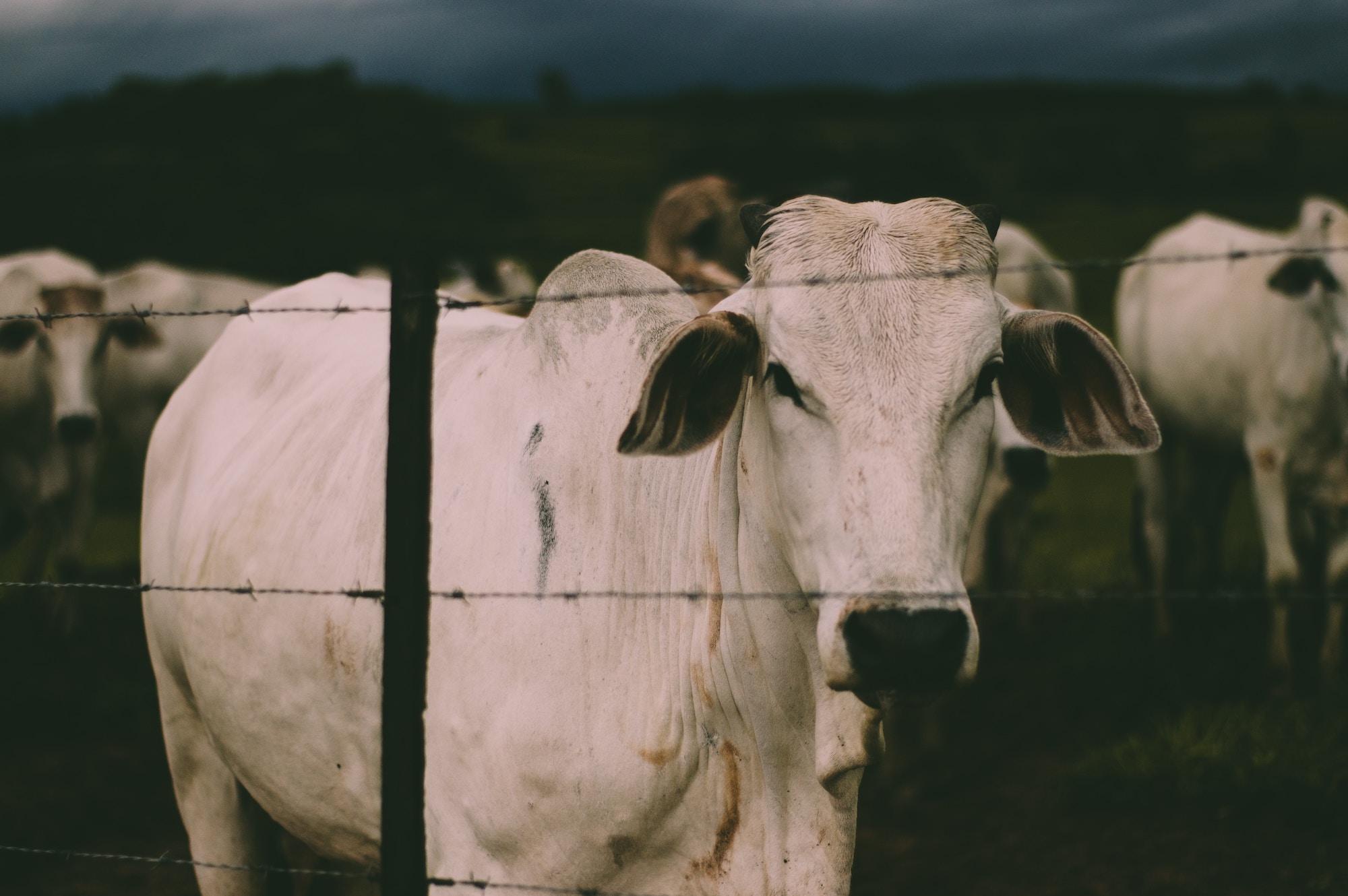 Brazil is targeting illegal cattle ranchers in a landmark operation
