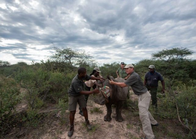 ​​Mozambican national park celebrates the arrival of rhino calves