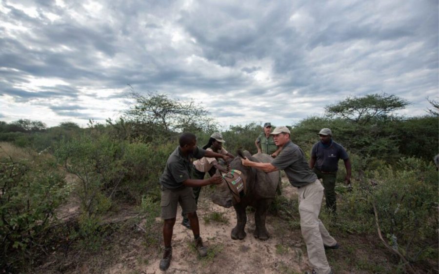 ​​Mozambican national park celebrates the arrival of rhino calves