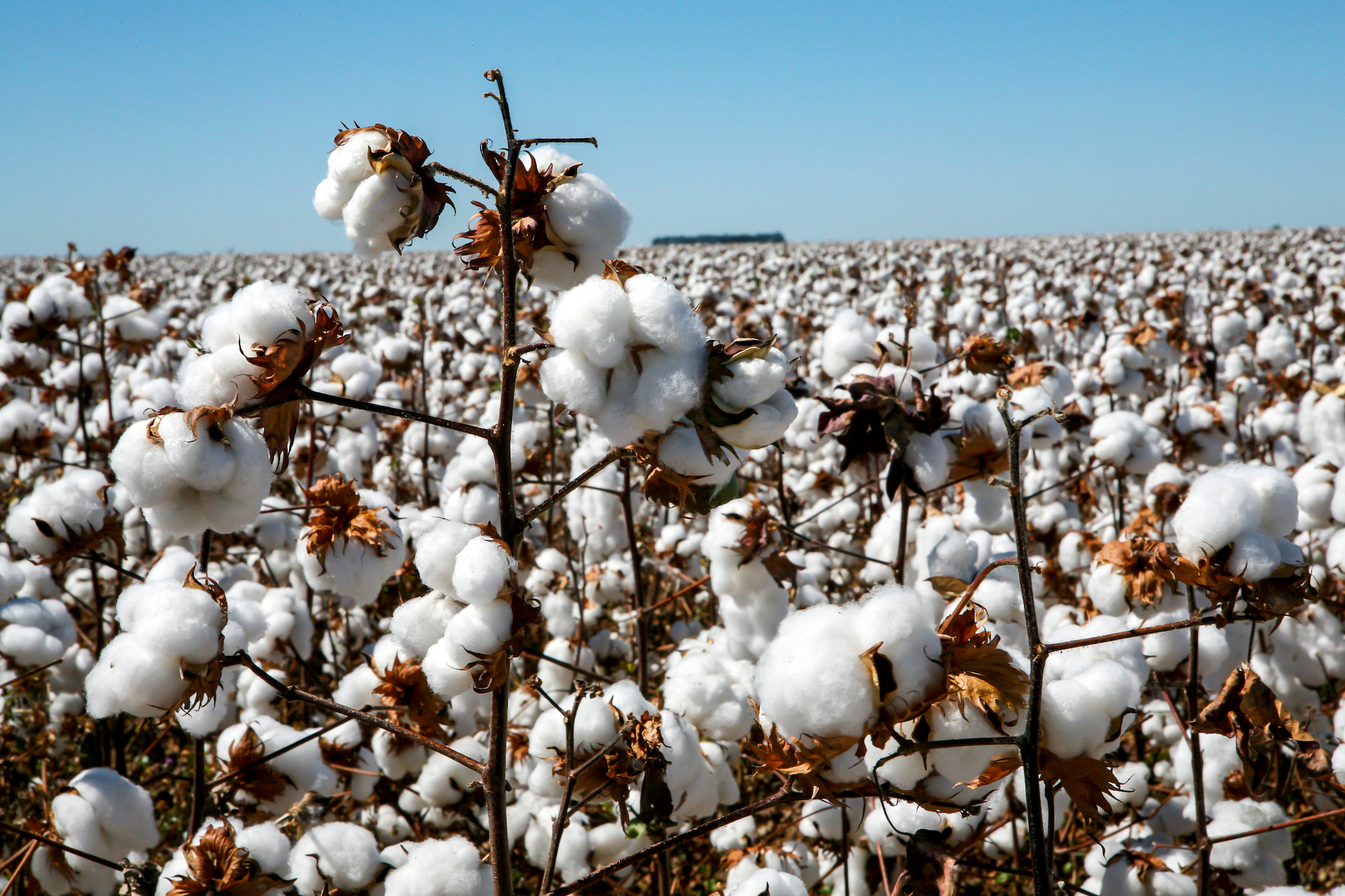 Brazil looks set to become the world’s top cotton exporter