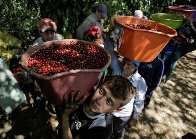 Brazil sees massive growth in coffee exports to China