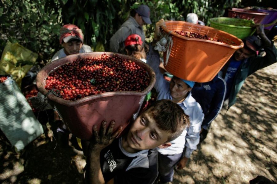 Brazil sees massive growth in coffee exports to China