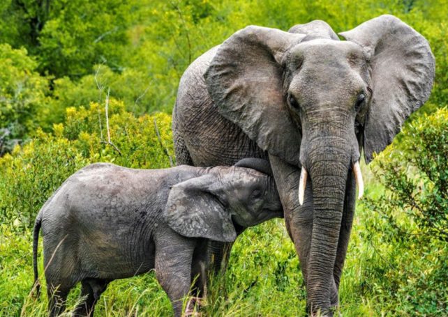 Mozambican national park rolls out real-time monitoring of elephants