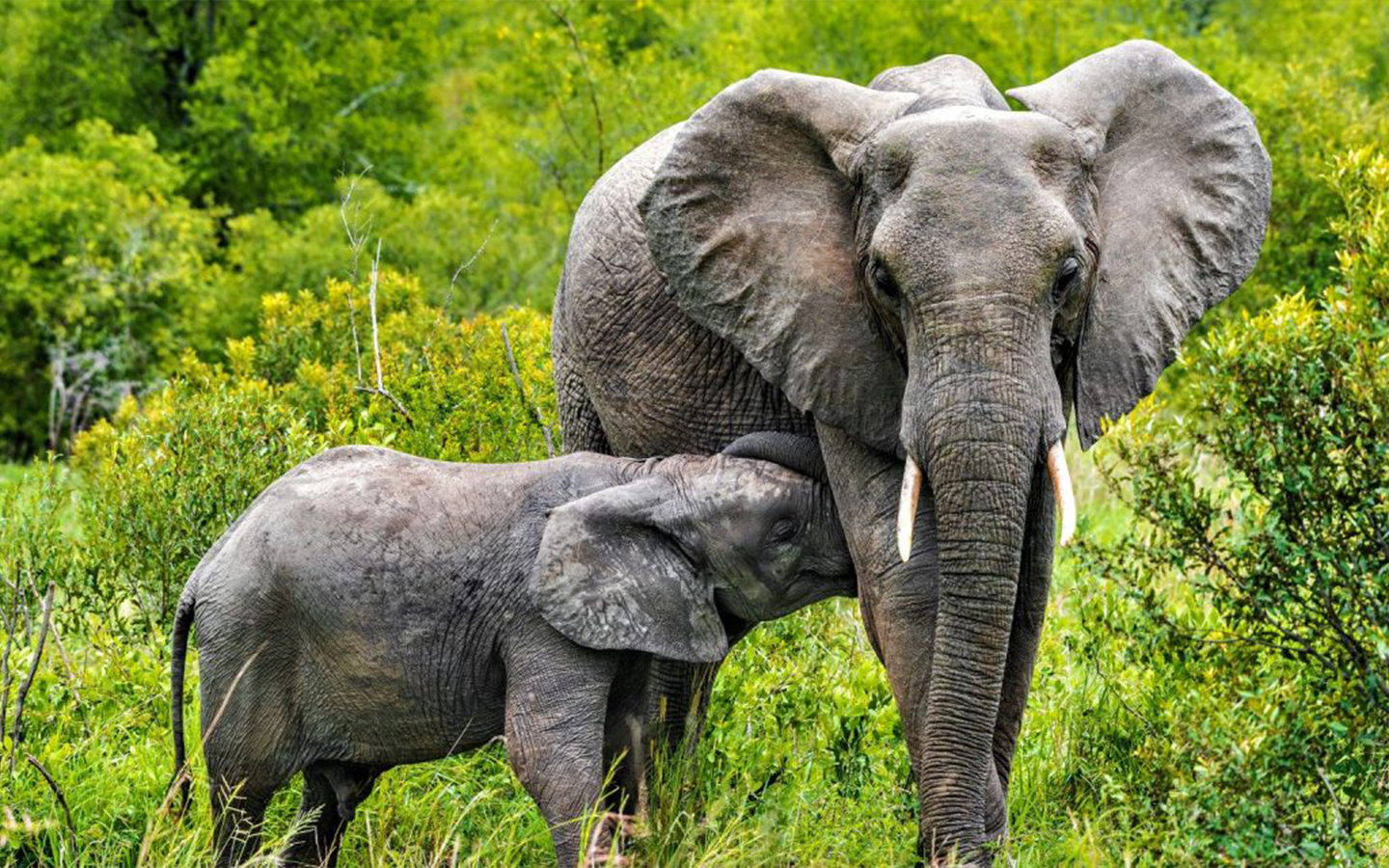 Mozambican national park rolls out real-time monitoring of elephants