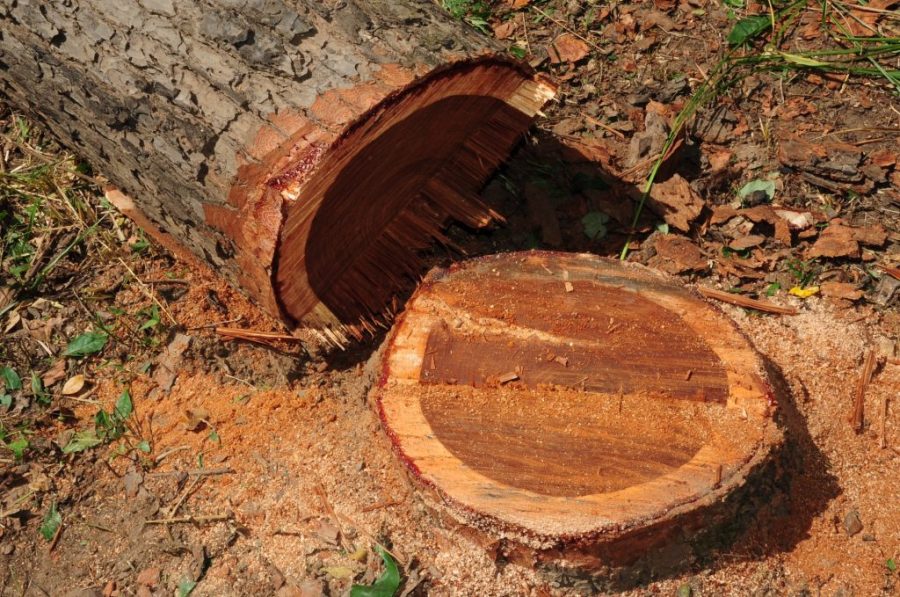 Mozambique is attempting to rein in unauthorised logging