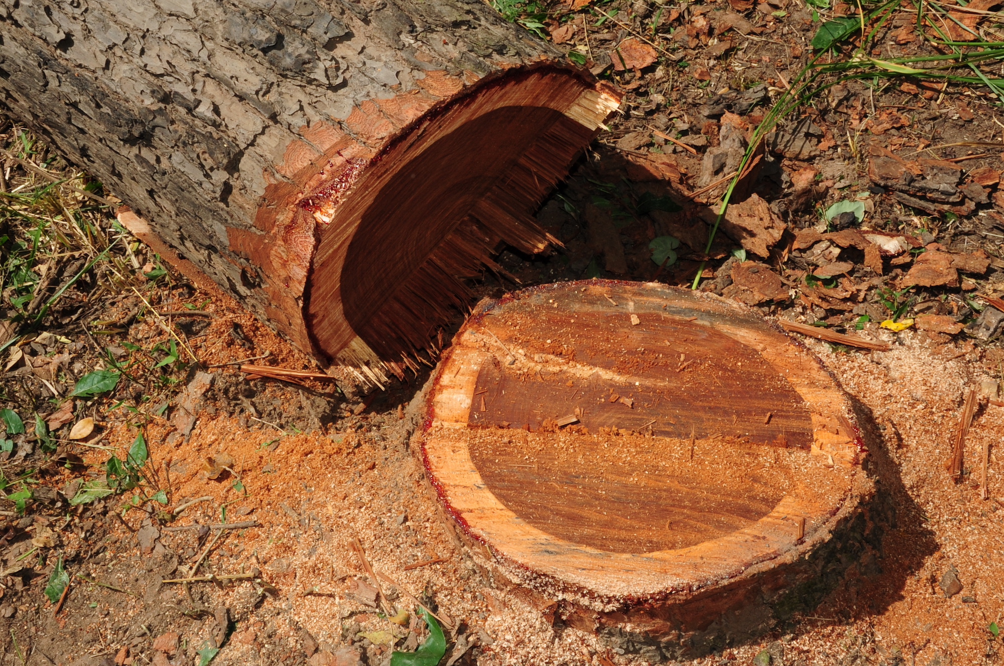 Mozambique is attempting to rein in unauthorised logging