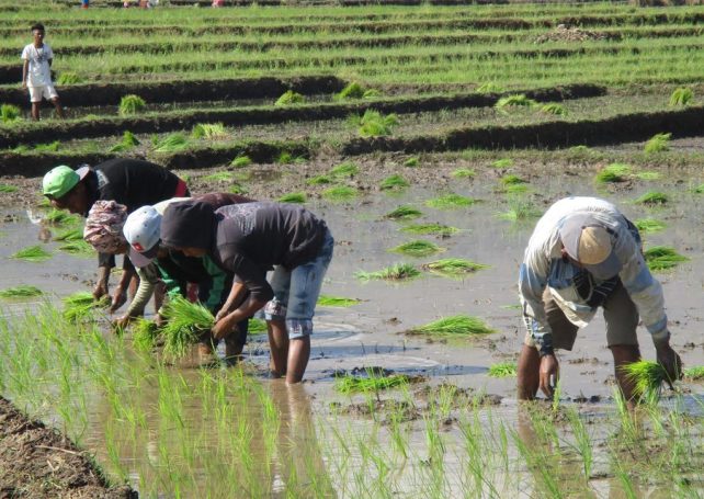 Timor-Leste braces for looming food shortages