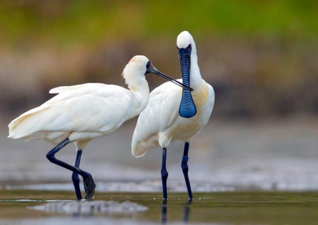 A Macao team has won the inaugural GBA birding competition