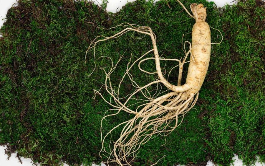 Local scientists have discovered anti-fungal properties in ginseng leaves