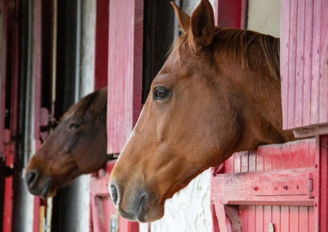 The MJC will provide subsidies of up to HK$200,000 to transport horses overseas