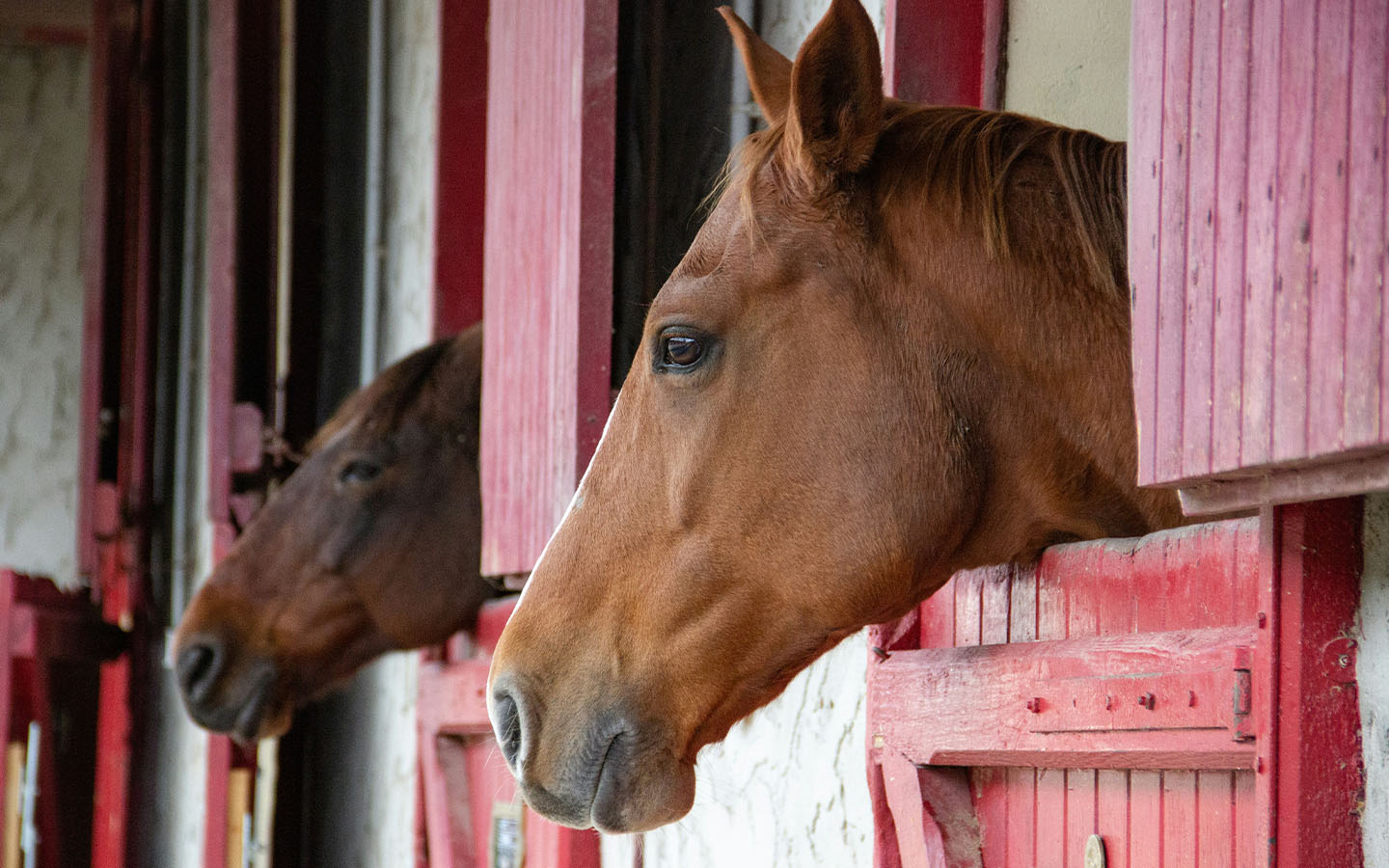 The MJC will provide subsidies of up to HK$200,000 to transport horses overseas