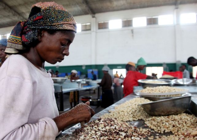 Guinea-Bissau aims to recover cashew sales in 2024