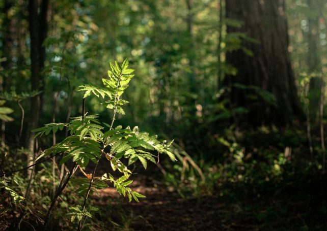 More than 40,000 trees will be planted in Coloane this year