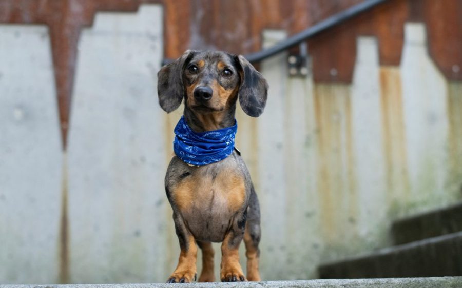 Dachshund breeding could soon be outlawed in Germany