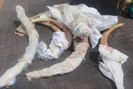 Mozambican authorities seize hundreds of kilos of ivory