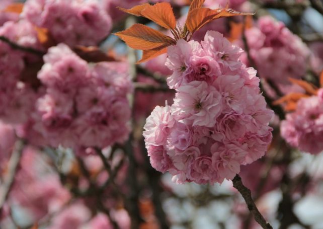 Warmer winters are threatening one of Japan’s most popular sakura trees