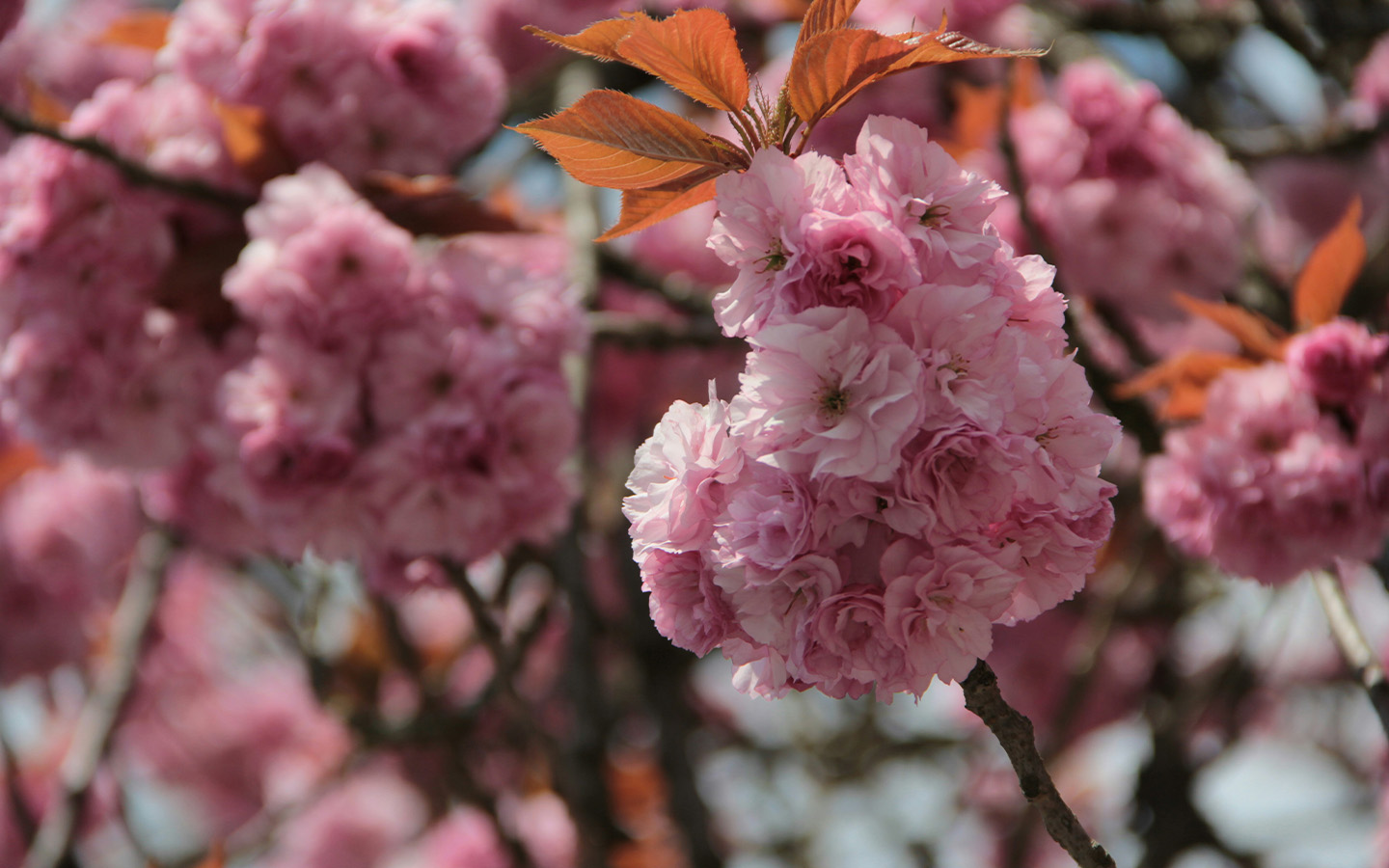 Warmer winters are threatening one of Japan’s most popular sakura trees