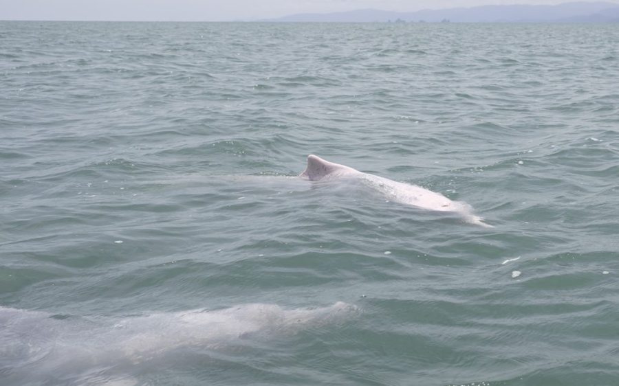 Is Macao’s environmental authority wrong about dolphin habitats?