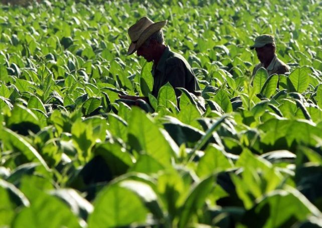 Tobacco production on the rise in Mozambique