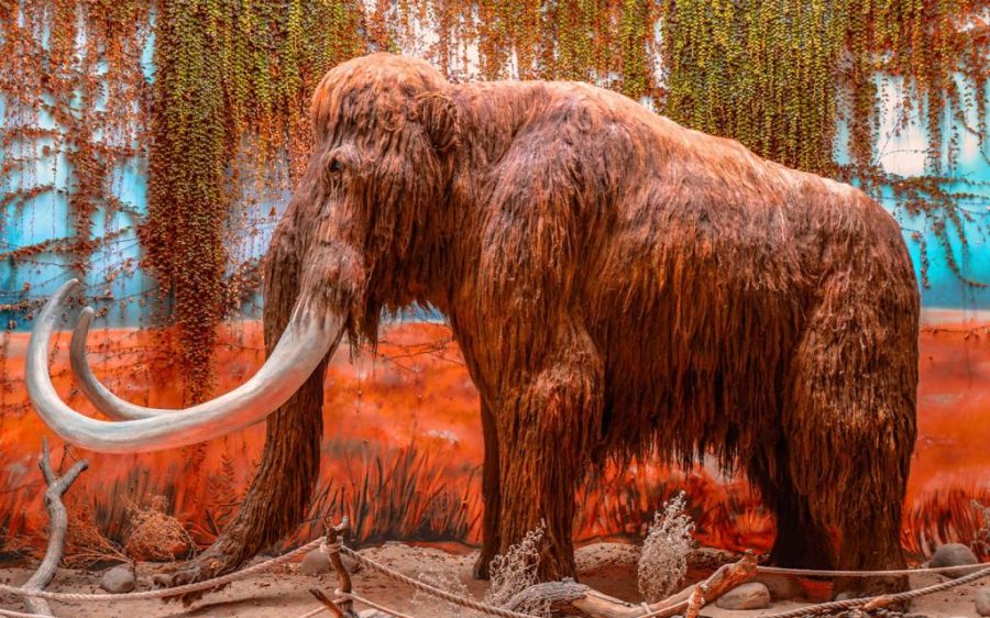 Scientists are one step closer to resurrecting the woolly mammoth