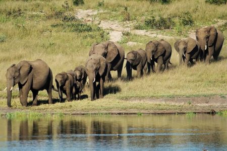 The elephant population of Maputo National Park is estimated at 500 but continues to grow - Photo courtesy of Maputo National Park