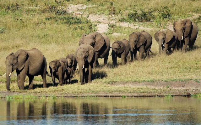 Growing elephant numbers create challenges for Mozambican national park